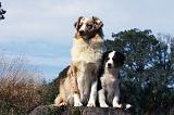 BERGER AUSTRALIEN - ADULT & PUPPY 074
